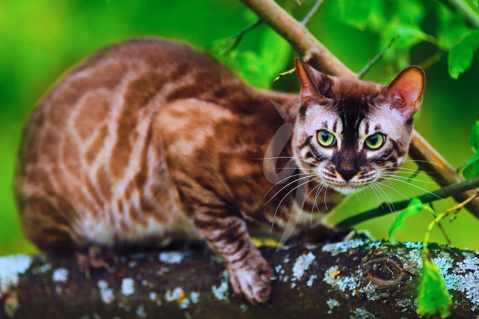 Бенгальская кошка меланистик