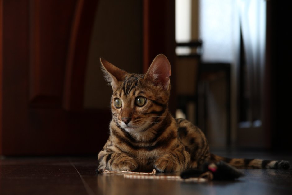 Бенгальский кот
