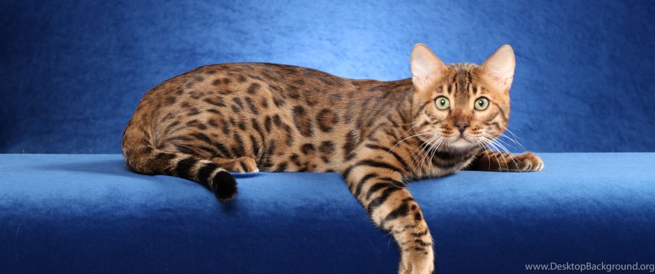 Бенгальская кошка ф3