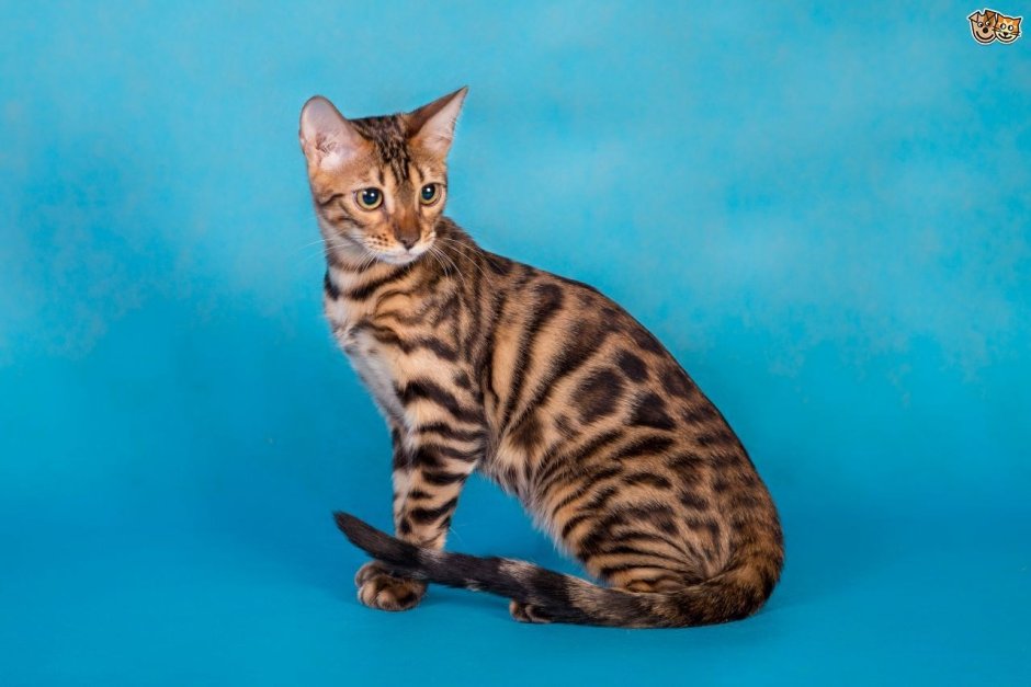 Британский бенгальский кот
