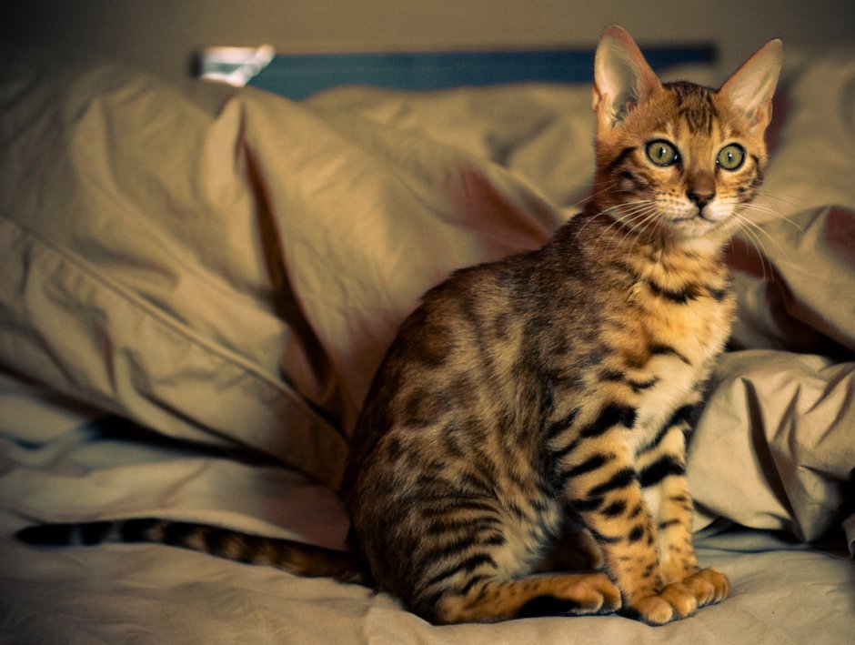 Бенгальская кошка