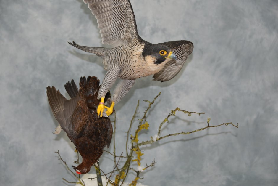 Falco peregrinus Minor