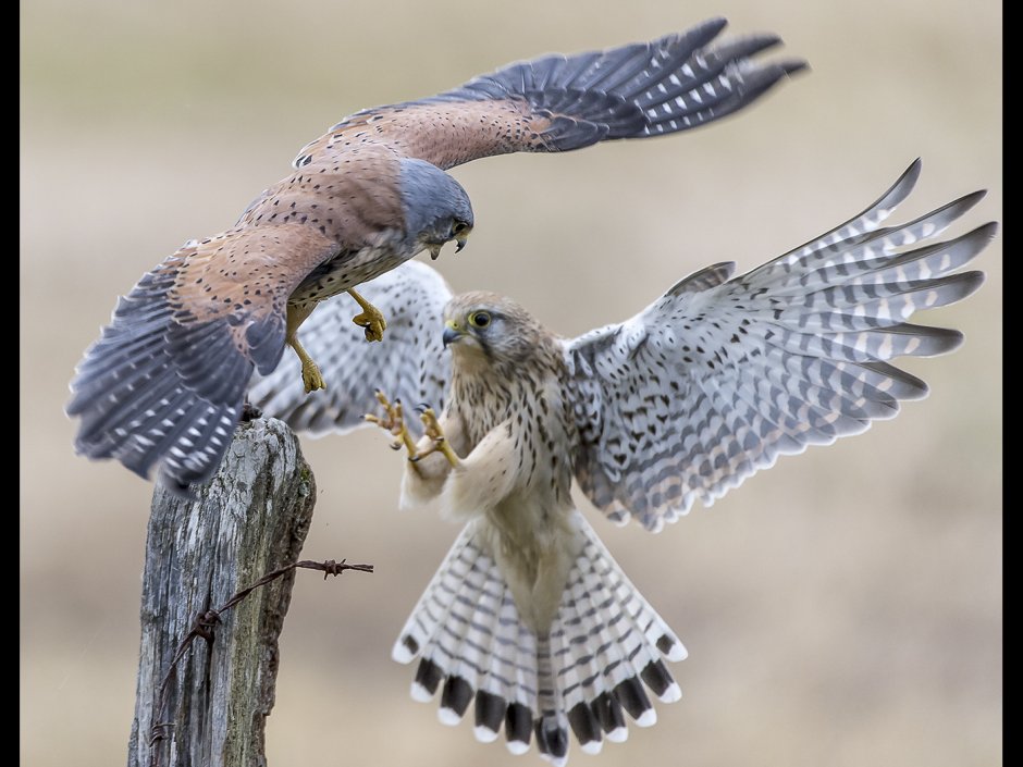 Кречет Falco rusticolus