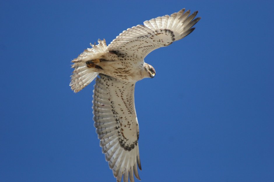 Gyrfalcon Chasing Red Grouse