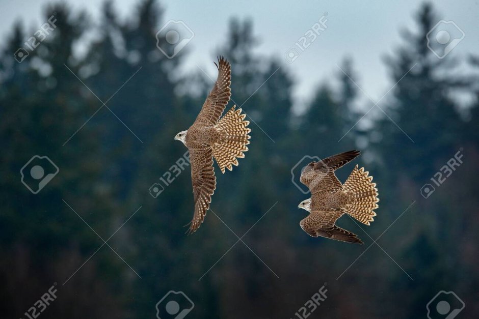 Flying rare