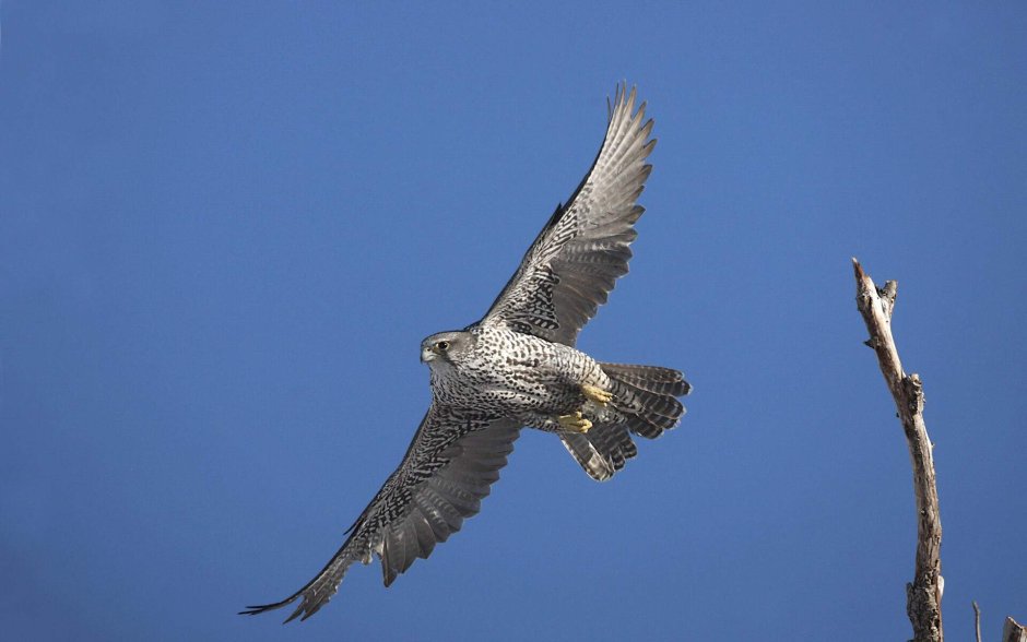Кречет Falco rusticolus