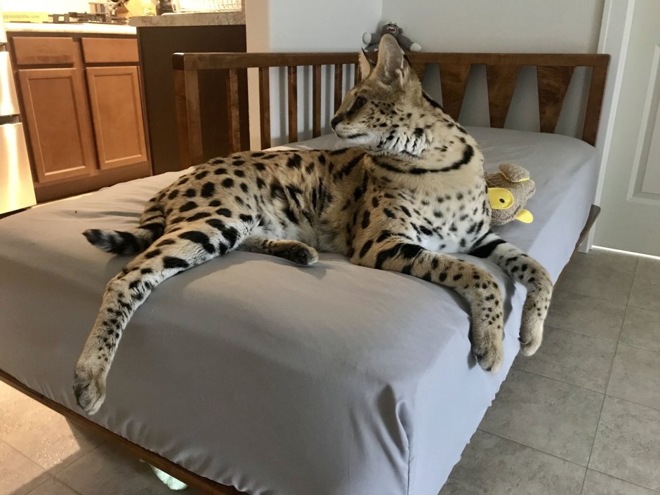 Кошка породы сервал