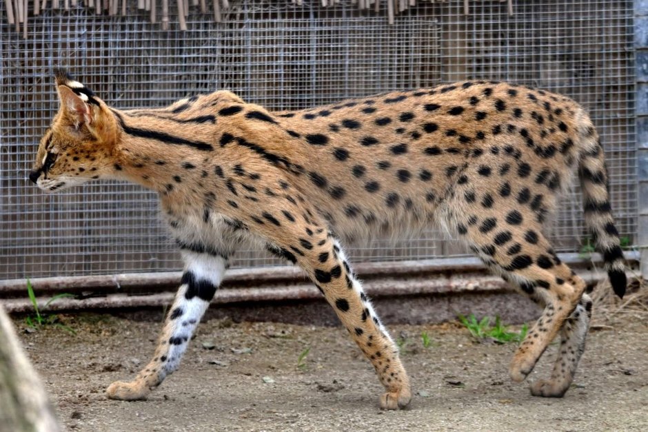 Саванна кошка белая