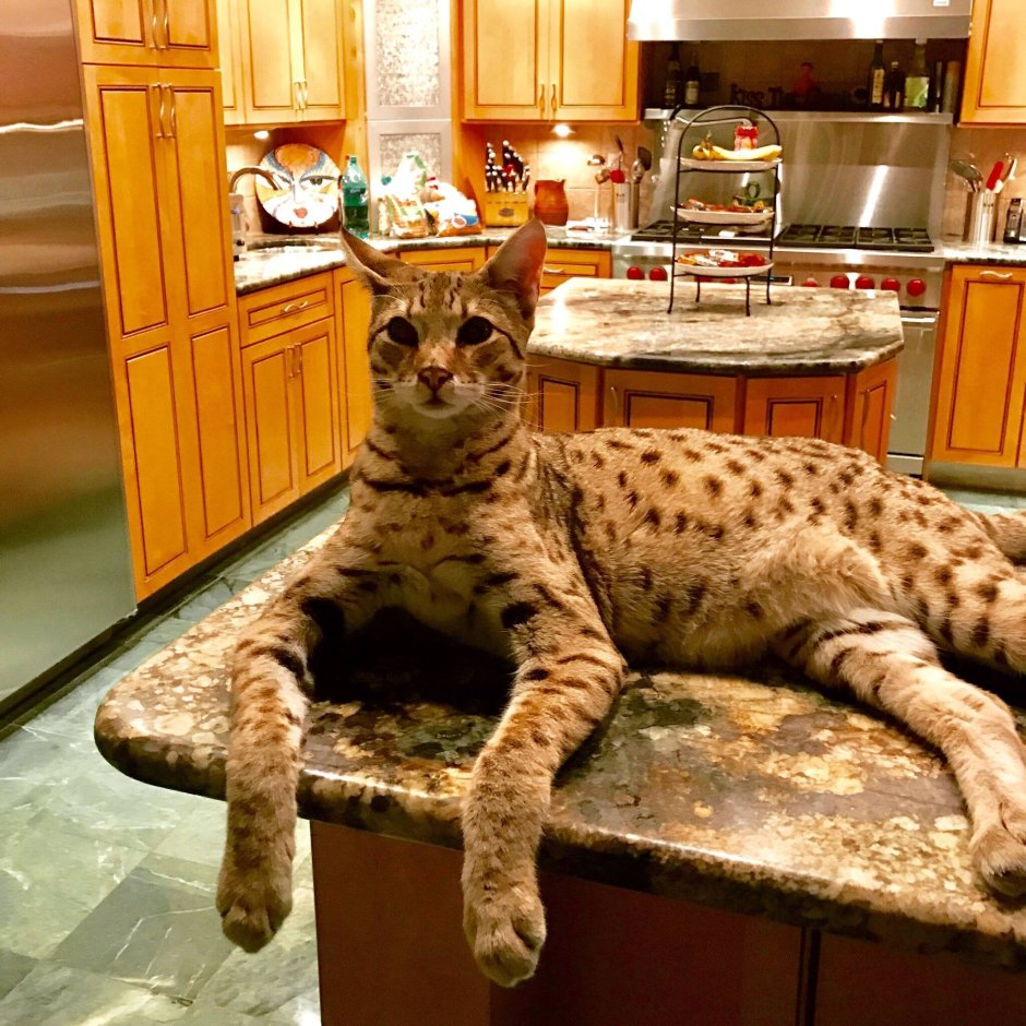 Котята породы Саванна