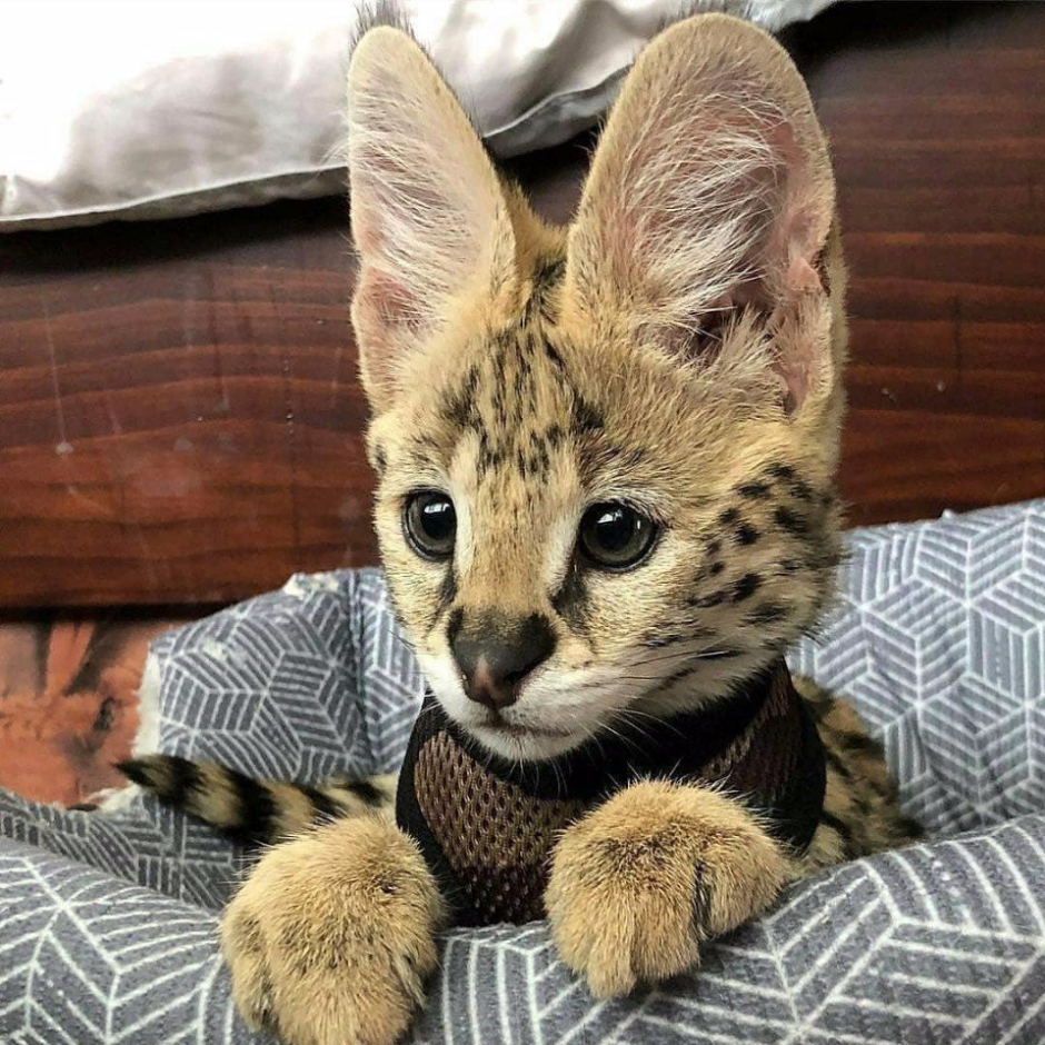 Кошка Саванна и сервал