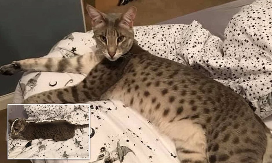 Кот за миллион рублей