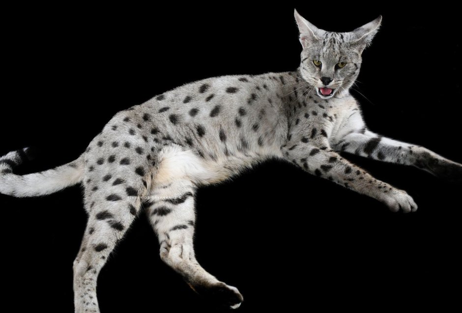 Серебристая Саванна кошка