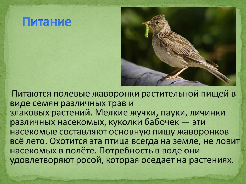 Полевой Жаворонок описание