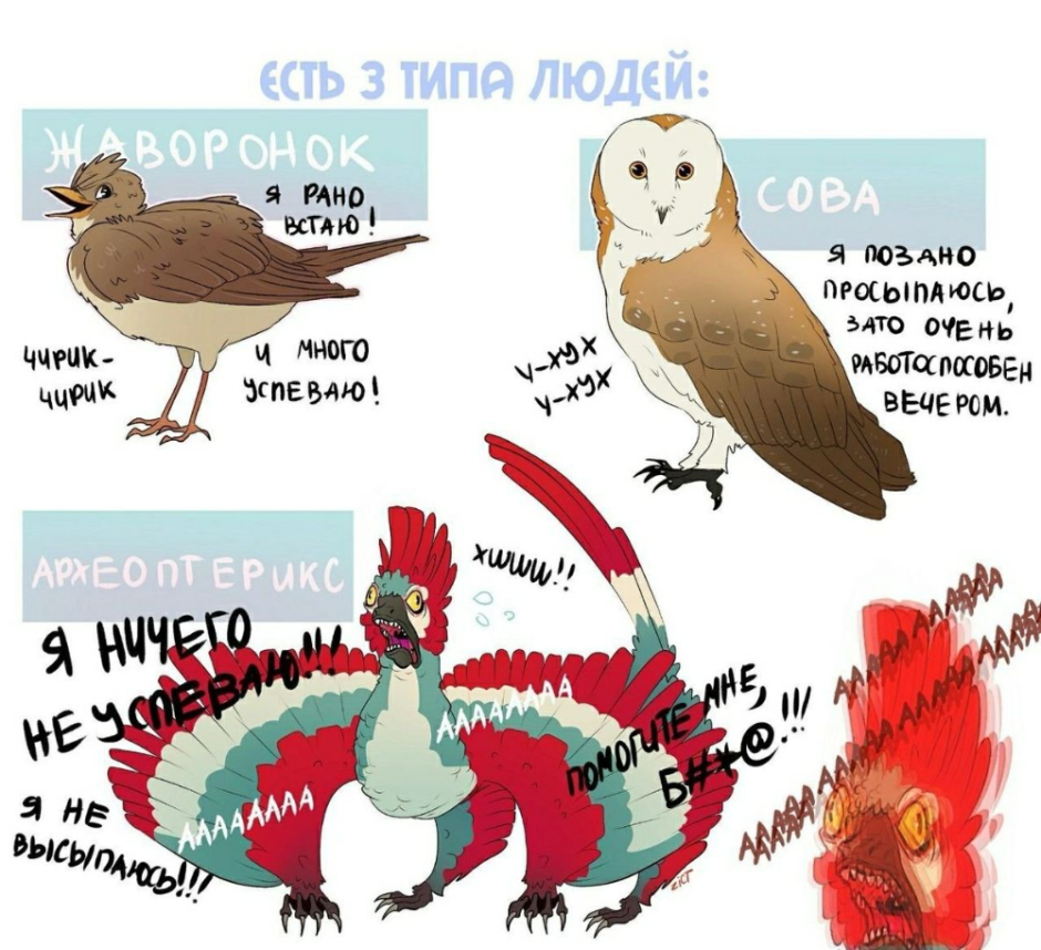 Совы и Жаворонки