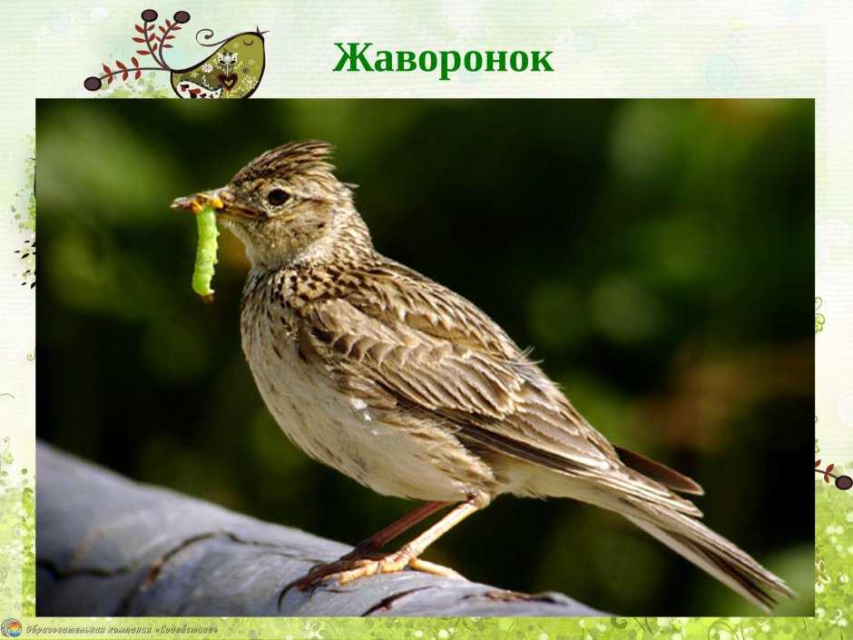 Полевой Жаворонок Зяблик