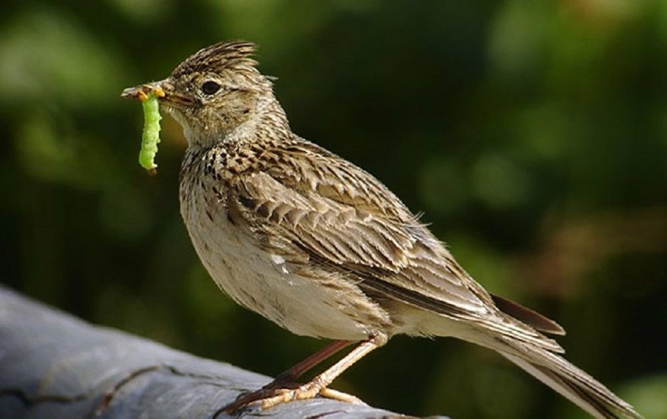 Жаворонок Lark-Bird
