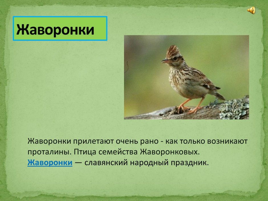 Хохлатый Жаворонок цветок