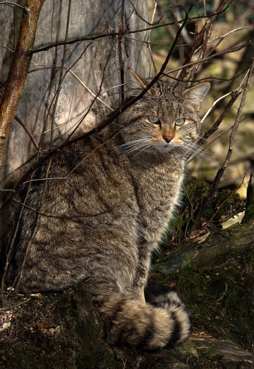 Лесной кот Felis Silvestris