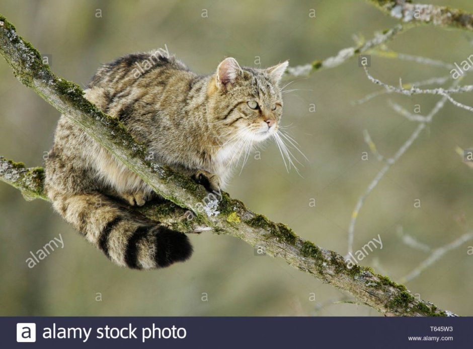 Шотландская Лесная кошка