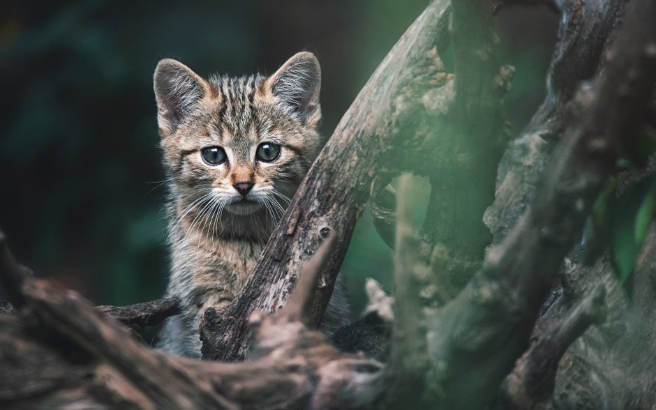 Европейский Лесной кот камышовый