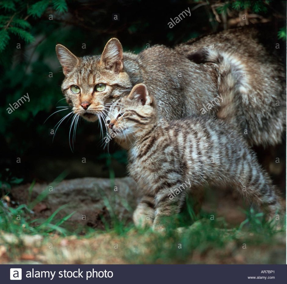 Европейский Лесной кот камышовый