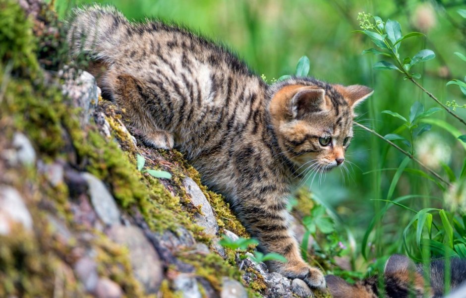 Лесная европейская кошка