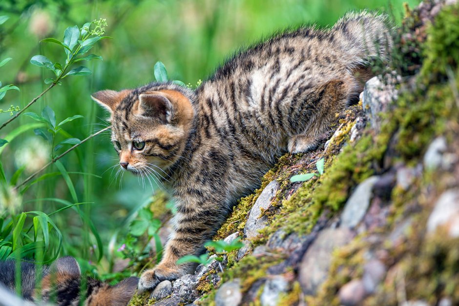 Европейский Лесной кот камышовый