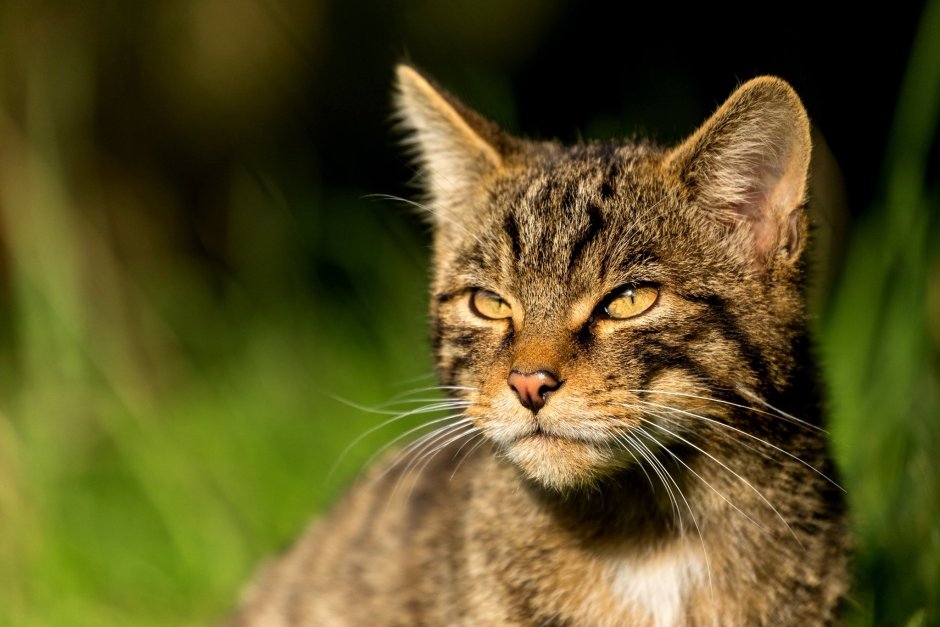 Шотландская Дикая Лесная кошка