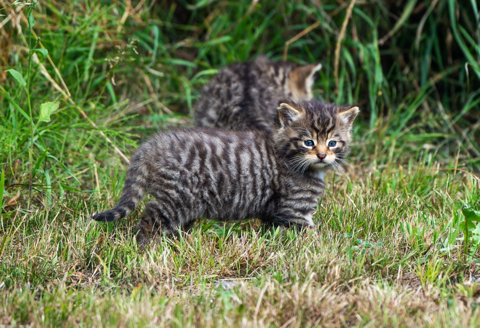 Европейский Лесной кот камышовый