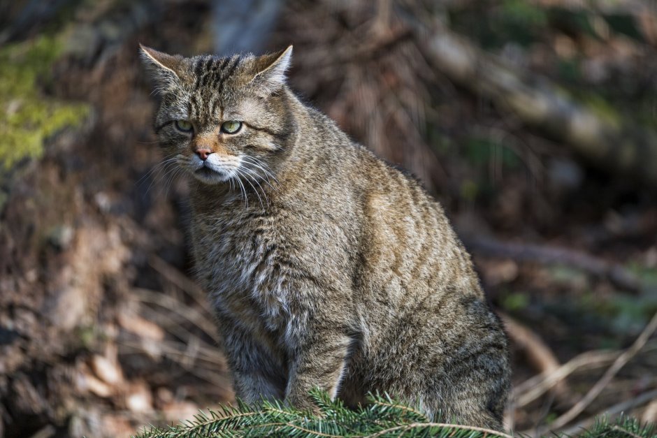 Сочинский национальный парк кавказский Лесной кот
