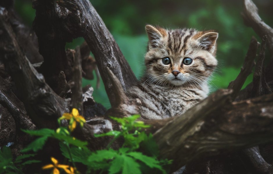 Шотландский дикий Лесной кот