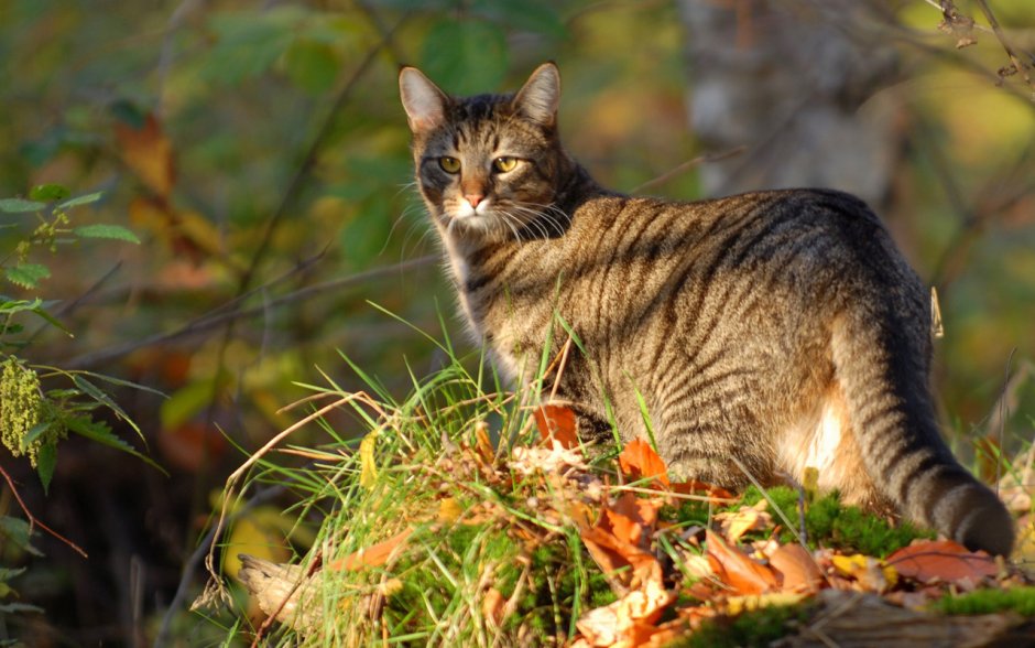 Шотландская Лесная кошка