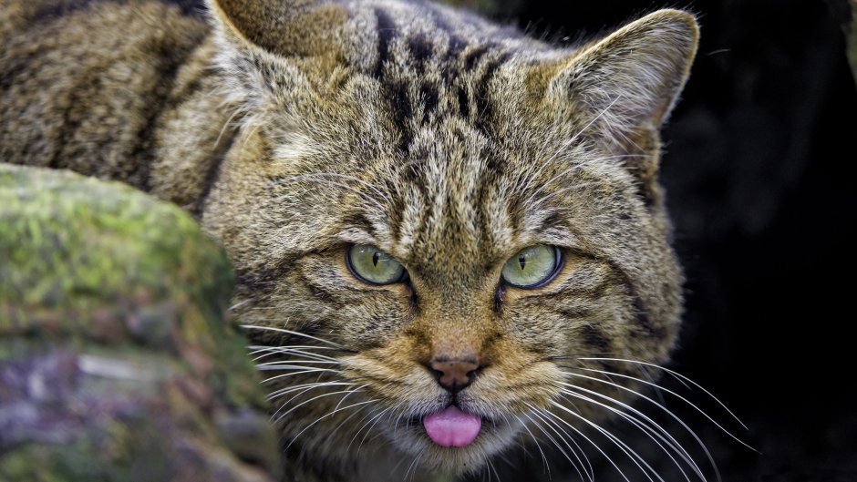 Европейский Лесной кот камышовый