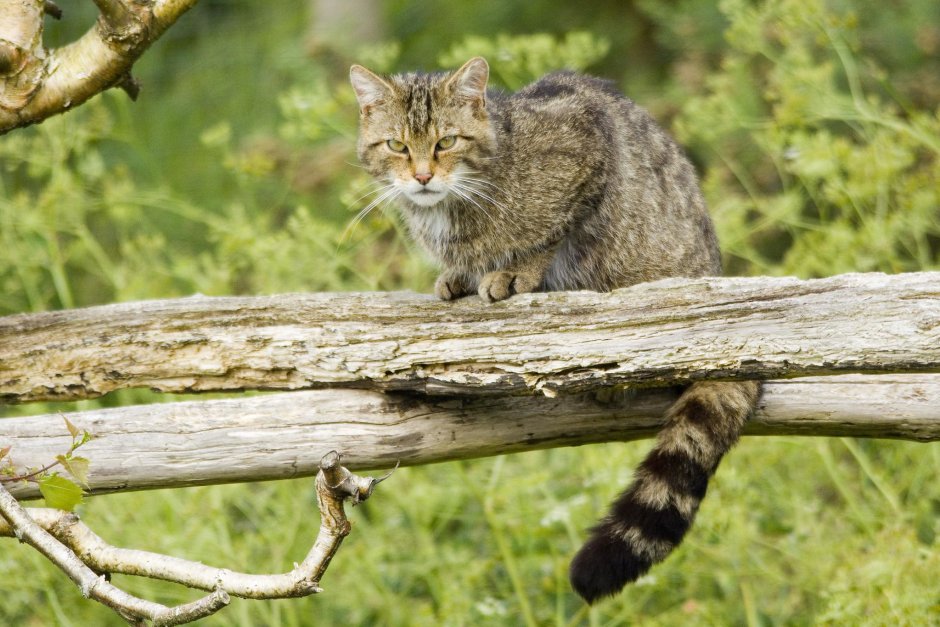 Дикий кот Краснодарского края