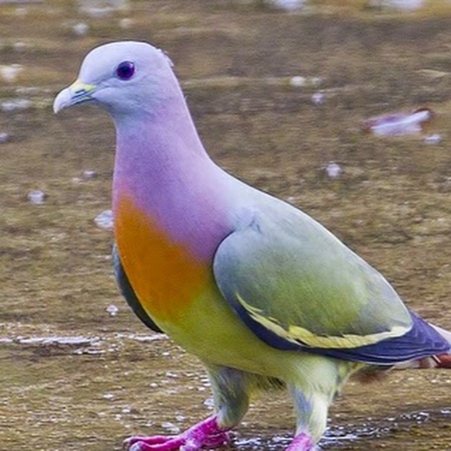 Розовошейный зелёный голубь