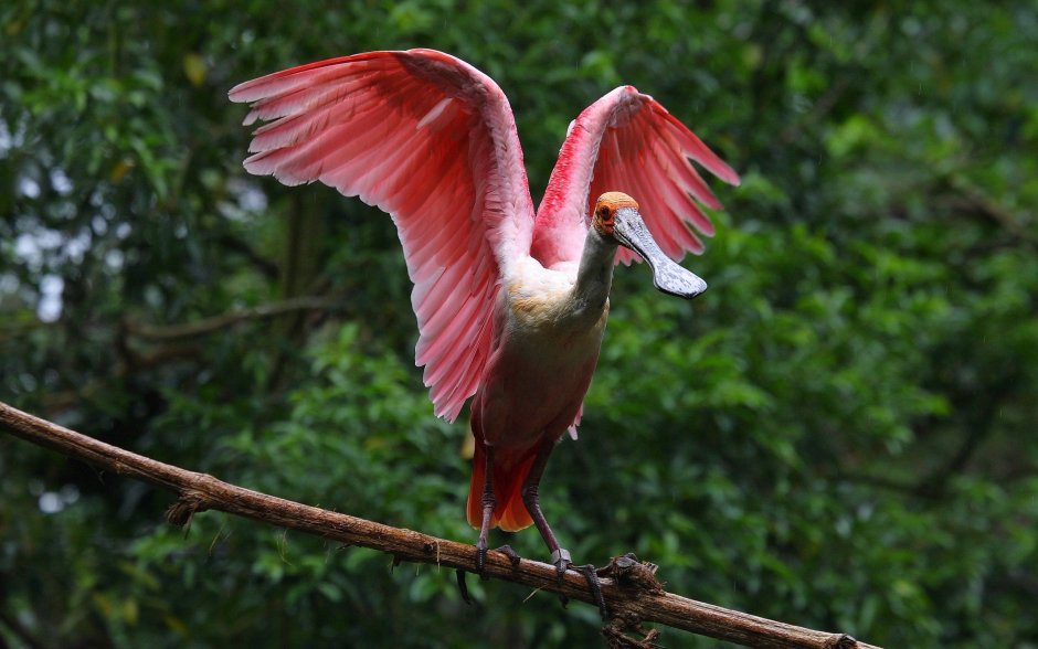 Реггианова Райская птица