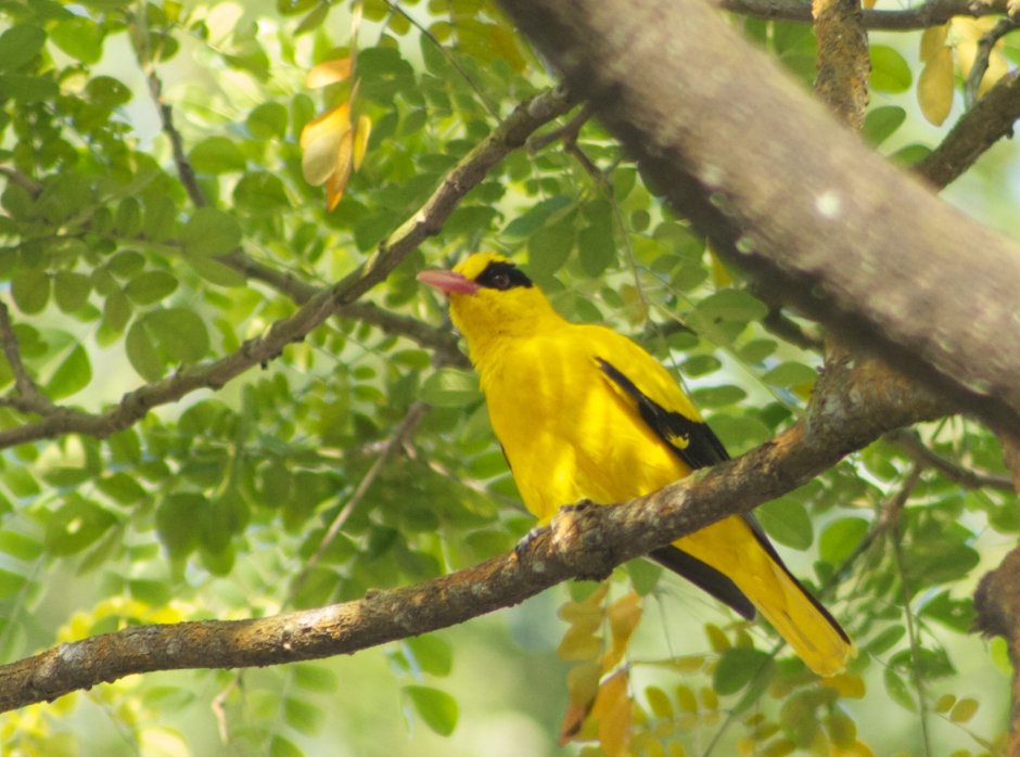 Желтая птица похожая на грушу