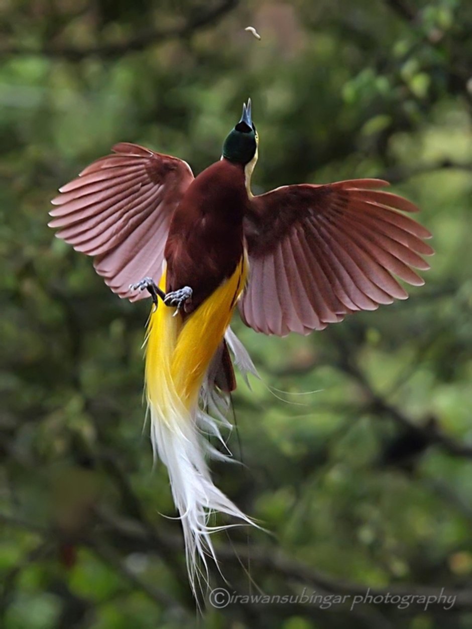 Гроот белый Павлин