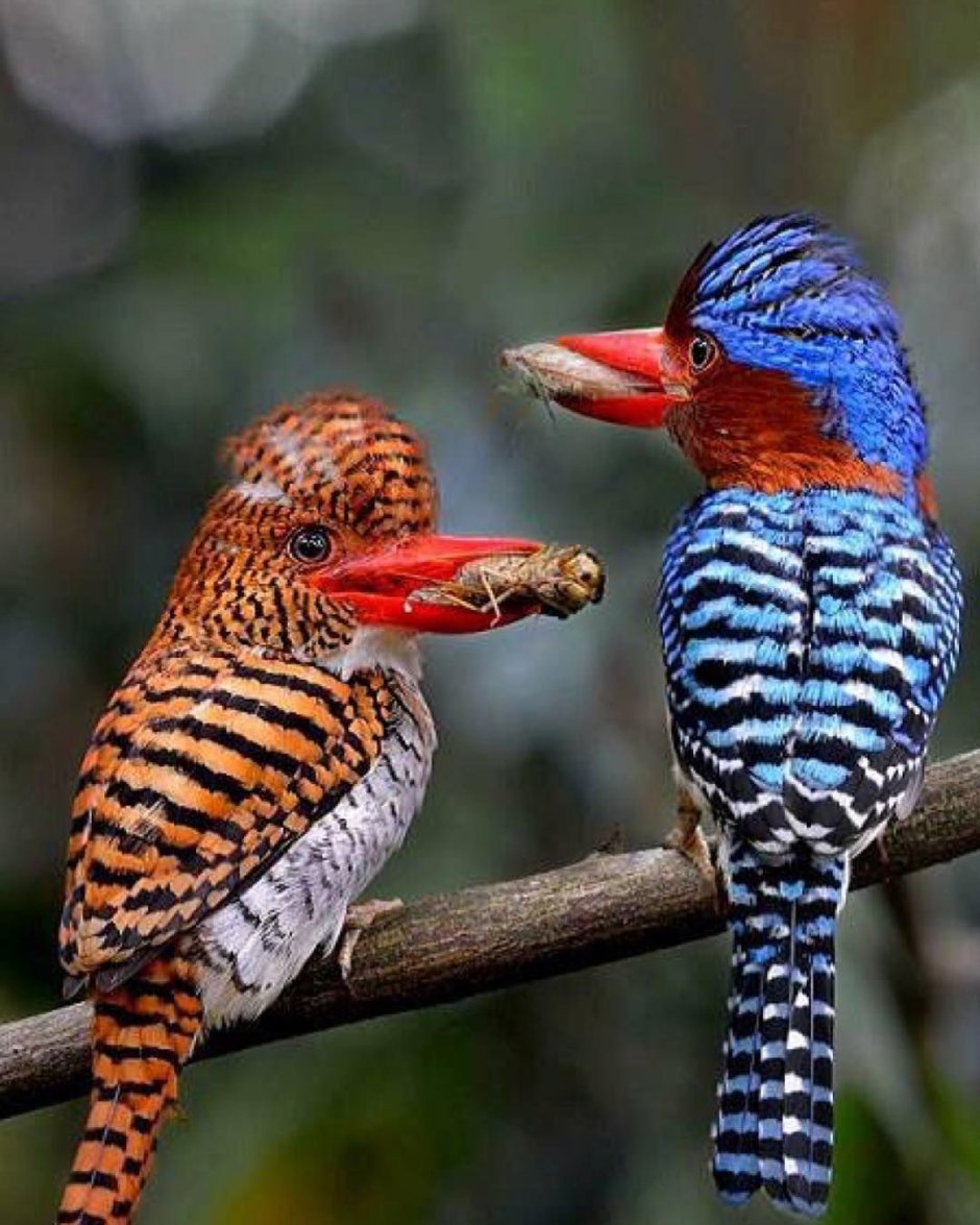 Парк в Куала Лумпур е птиц и бабочек