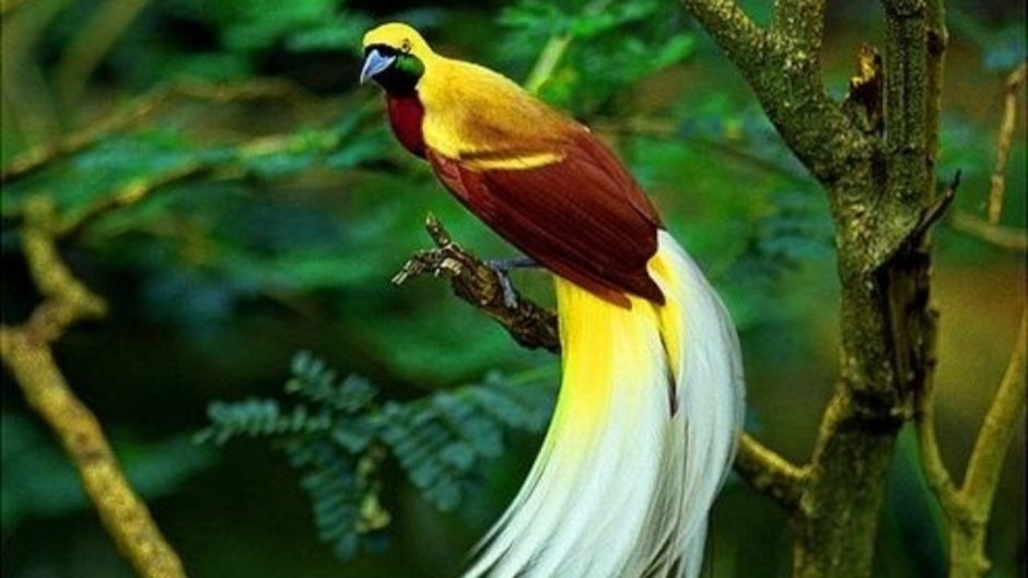 Редкие птицы