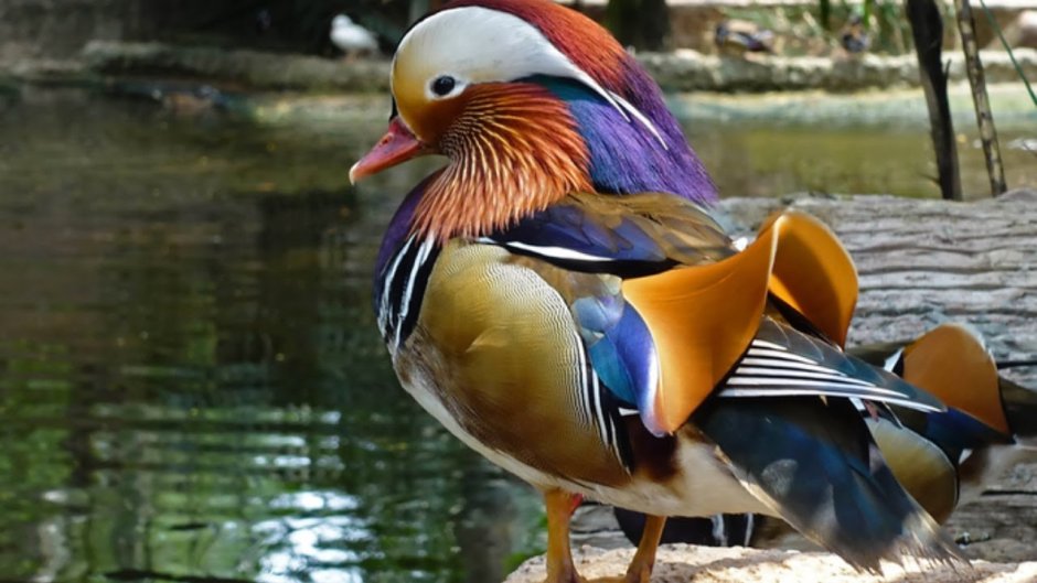 Хохлатый турако