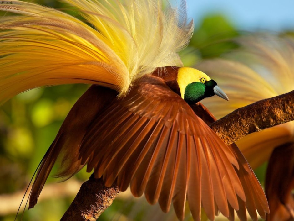 Реггианова Райская птица