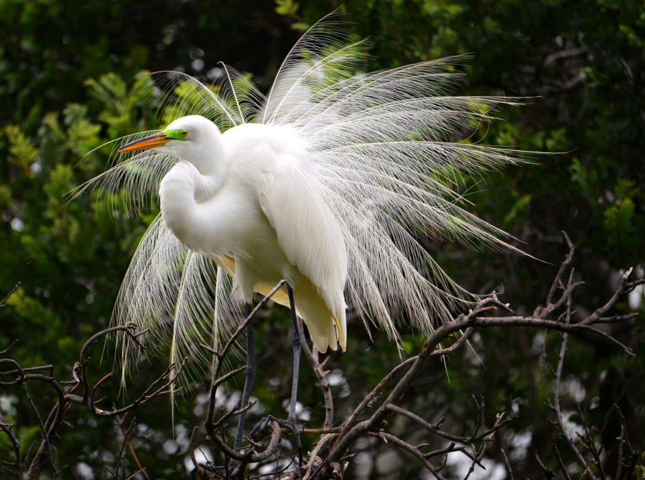 Остров попугаев