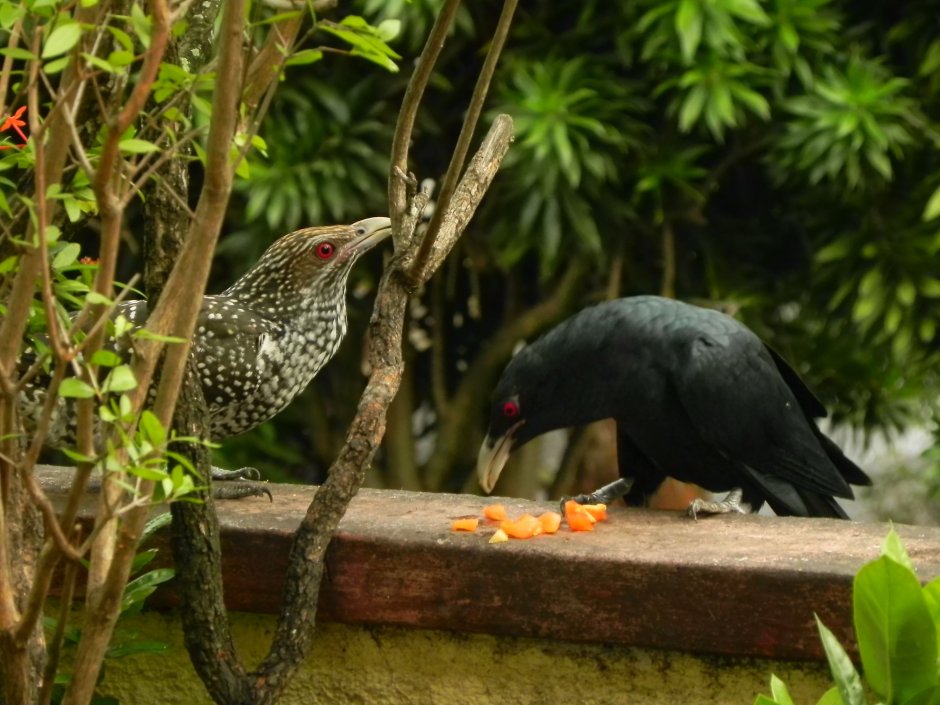 Королевская Райская птица Вилсона