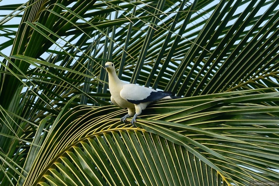 Попугай на велосипеде