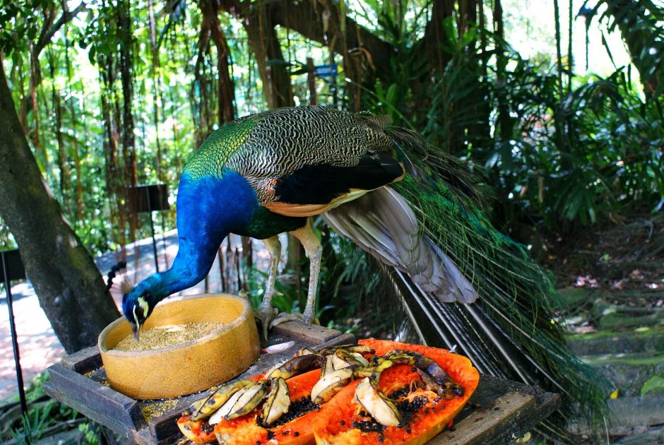 Квезаль Священная птица Майя