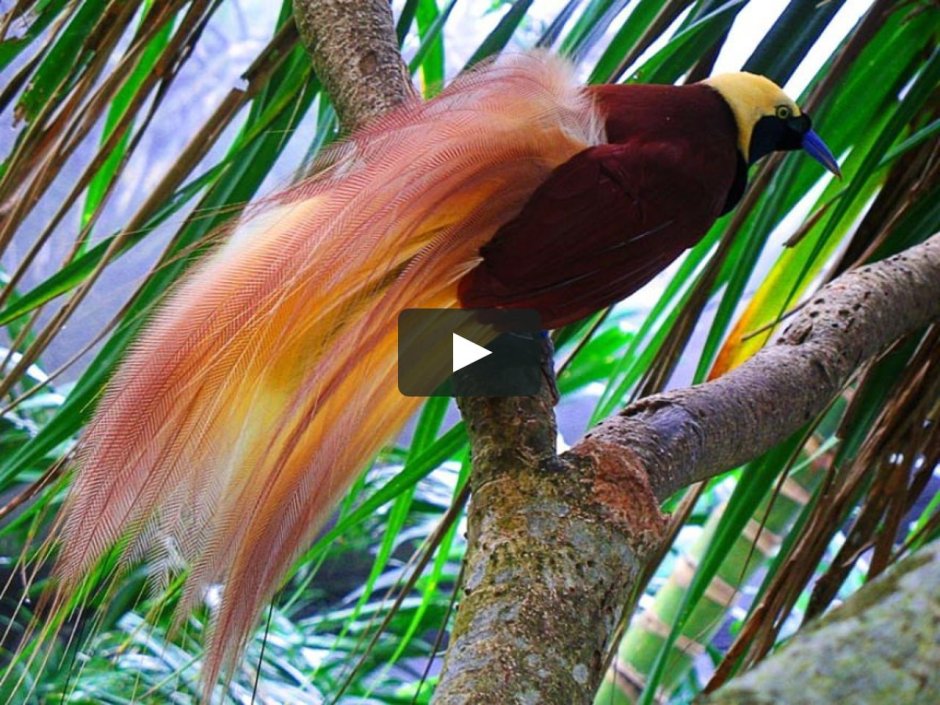 Тропические леса Индии слоны