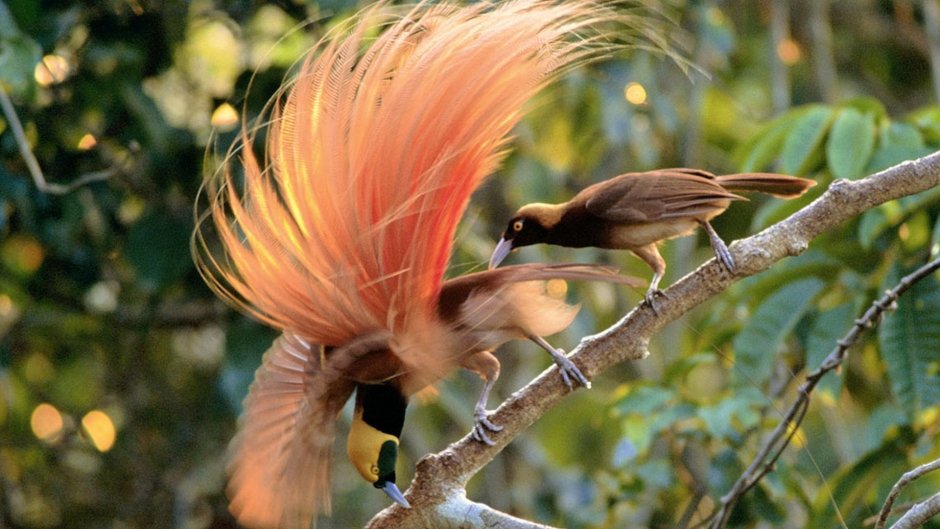 Венценосный журавль Африки