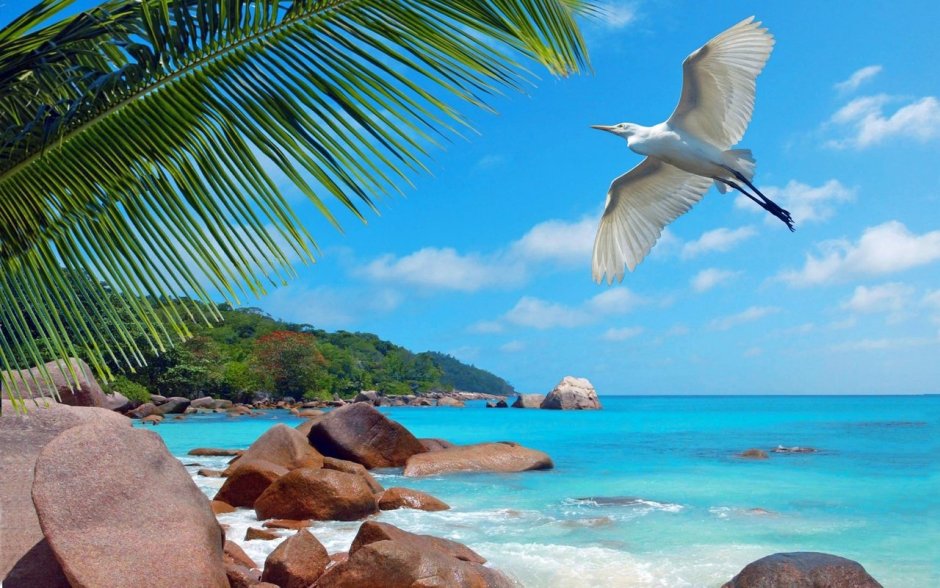 Королевский Павлин