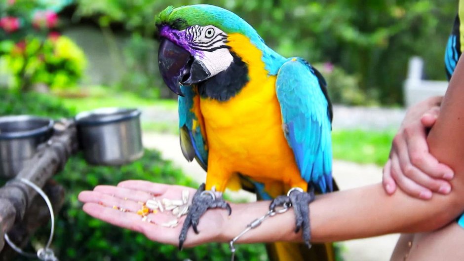 Красная Райская птица